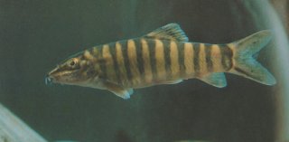 Sinibotia robusta