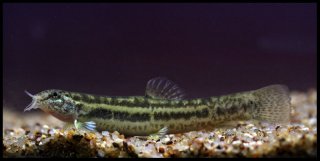 Lepidocephalichthys guntea