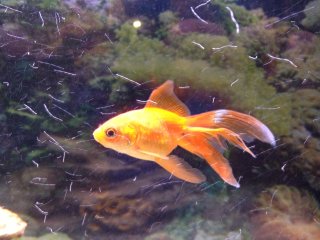 Carassius auratus