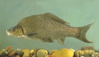 Cyprinus carpio