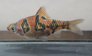 Desmopuntius rhomboocellatus