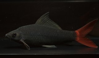 Epalzeorhynchos bicolor
