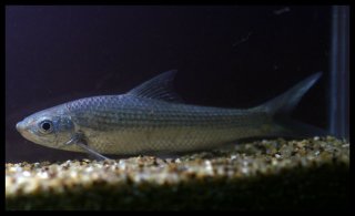 Gymnostomus ariza