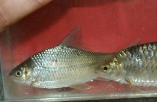 Kantaka brevidorsalis