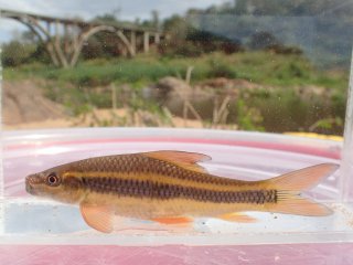 Labeo cylindricus