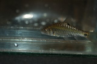 Puntius dorsalis