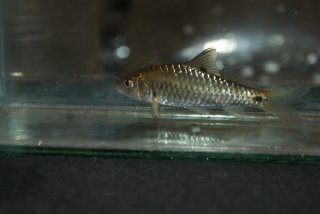 Puntius dorsalis