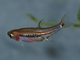 Boraras urophthalmoides