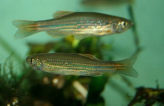 Danio meghalayensis