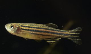 Danio rerio