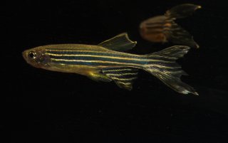 Danio rerio