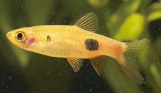 Rasbora kalochroma