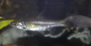 Rasbora trilineata