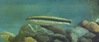 Sarcocheilichthys parvus