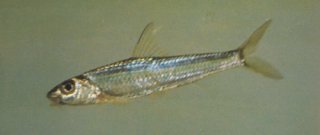 Squalidus argentatus