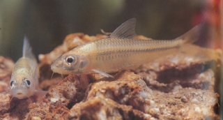 Squalidus atromaculatus