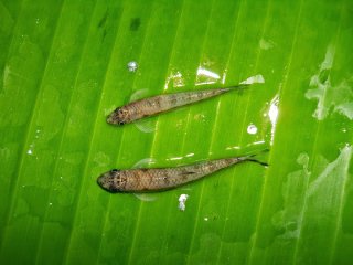 Psilorhynchus nudithoracicus