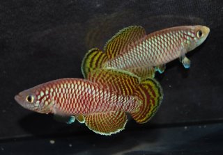 Nothobranchius korthausae