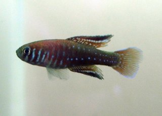 Simpsonichthys boitonei