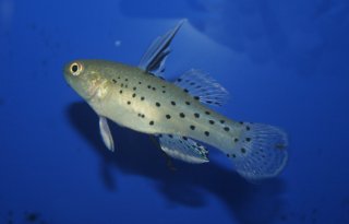 Stigmatogobius sadanundio