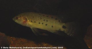 Badis assamensis