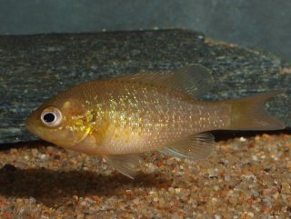 Lepomis auritus