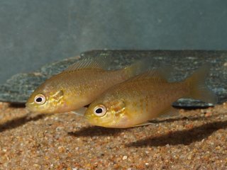 Lepomis auritus