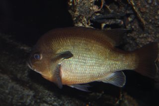 Lepomis auritus