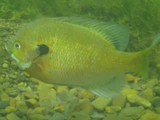 Lepomis macrochirus