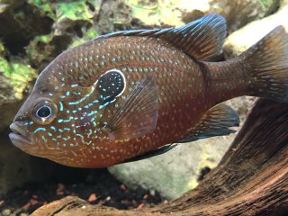 Lepomis marginatus