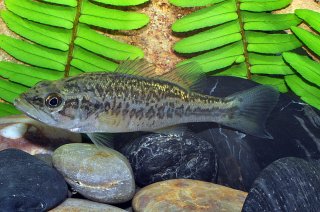 Micropterus salmoides