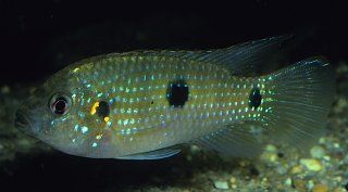 Anomalochromis thomasi