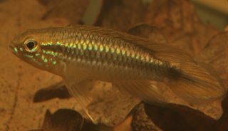 Apistogramma agassizii