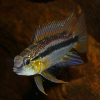 Apistogramma bitaeniata