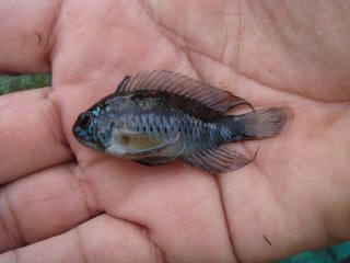 Apistogramma linkei