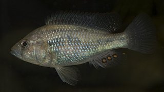 Astatotilapia desfontainii