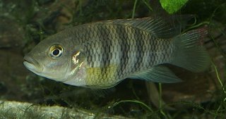 Benitochromis batesii