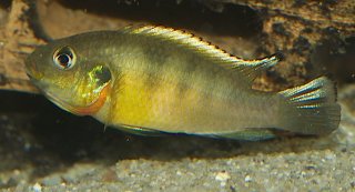 Benitochromis ufermanni