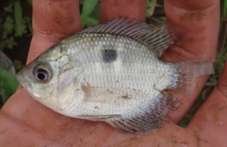 Chaetobranchopsis australis