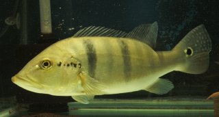 Cichla piquiti