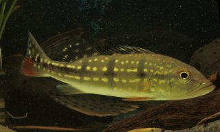 Cichla temensis