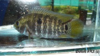 Cichlasoma boliviense