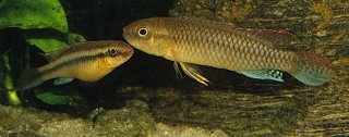 Congochromis dimidiatus