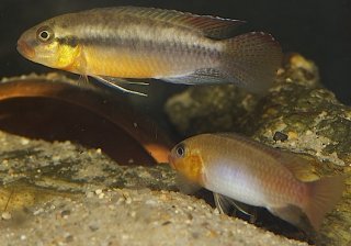 Congochromis sabinae