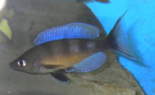 Cyprichromis zonatus