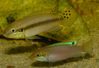 Enigmatochromis lucanusi