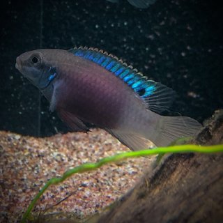 Enigmatochromis lucanusi