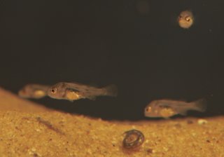 Geophagus parnaibae