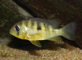 Gymnogeophagus balzanii