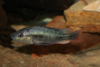 Haplochromis nubilus